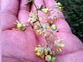 Lesser Meadow Rue